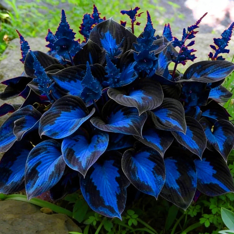 Mixrug Hosta Seeds for Planting, 200+pcs Rare Perennial Flower Mix Lily
