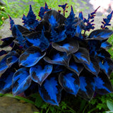 Mixrug Hosta Seeds for Planting, 200+pcs Rare Perennial Flower Mix Lily