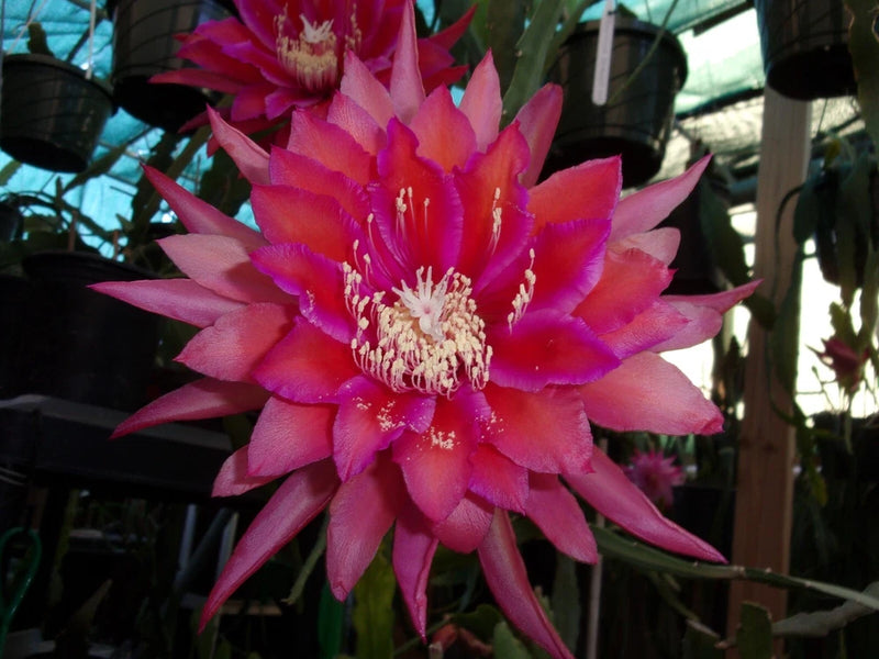 Epiphyllum orchid flower with vivid pink and purple petals, centered bloom