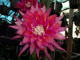 Epiphyllum " KIWI CHATTER BOX " Cutting Orchids