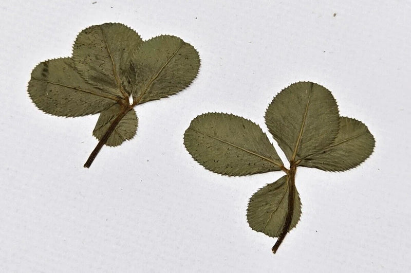 Pressed four-leaf clover dried flowers, two dark green clovers with stems
