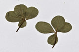 Vintage Pair of Vintage REAL Pressed Lucky 4 Leaf Clover  Clovers Dried Flower