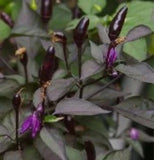 25 + seeds Royal Black hot pepper garden planting spicy food Garden Plants
