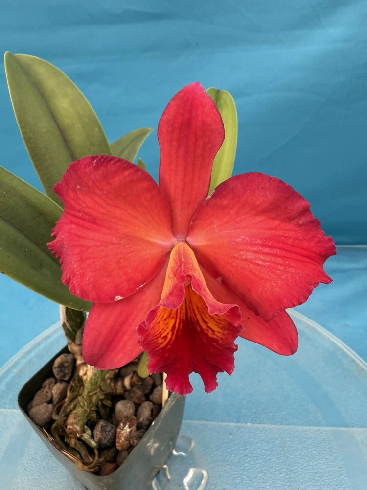 Potted red cattleya orchid in a small pot with green leaves and blooming flower
