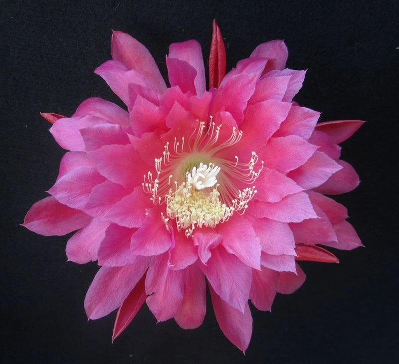 Pink Epiphyllum orchid cactus bloom with layered petals and prominent stamens