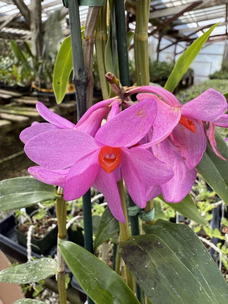 Pink-purple dendrobium orchid flower cluster with green leaves on stems