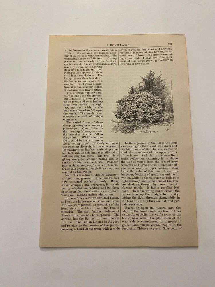 Oakleaf hydrangea Foilage Flowers Landscape Gardening c. 1883 Print Hydrangea