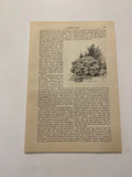 Oakleaf hydrangea Foilage Flowers Landscape Gardening c. 1883 Print Hydrangea