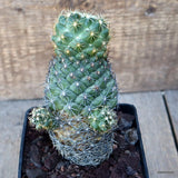 D3627 CORYPHANTHA GEORGII pot10-H14-W7 cm MaMa Cactus Green Plant
