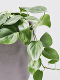 Philodendron Cordatum, Heart Leaf, Rooting, 4 Rooting cuttings (6-8"). WOW! Green Plant