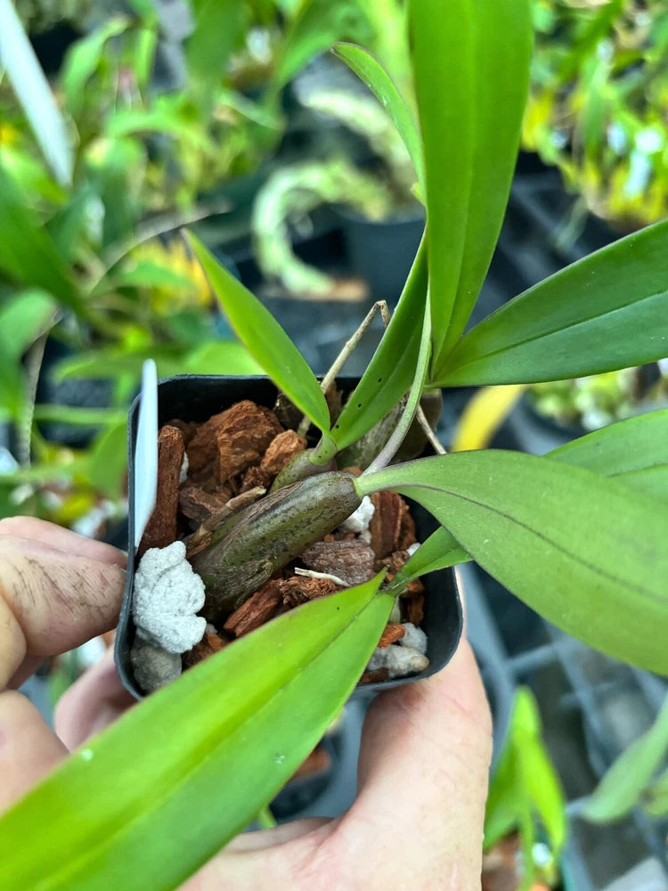 Megaclinium falcata Orchids