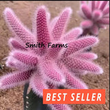 15+ Seeds Pink Monkey Tail Succulent Cactus Flowers Easy to Grow Garden Garden Plants