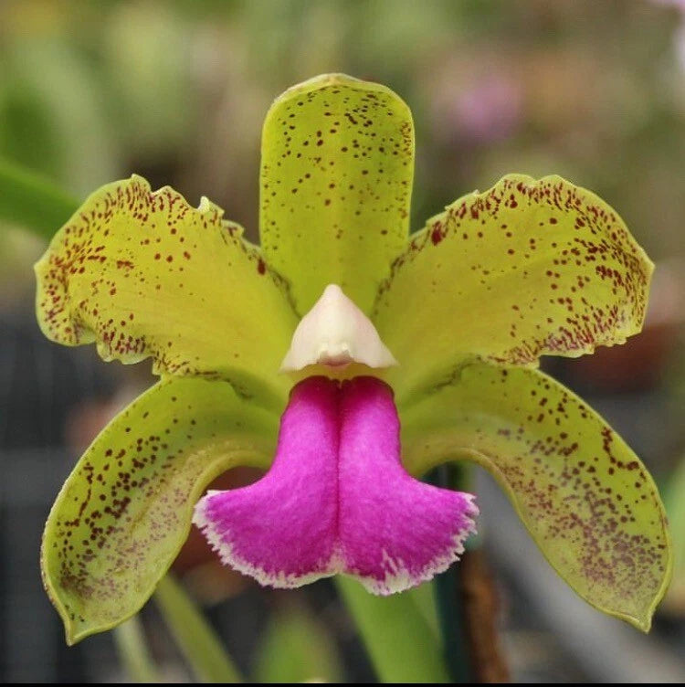 Speckled yellow orchid flower with magenta central lip
