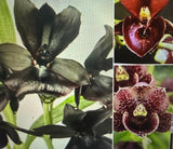 Orchid Plant  bulbs 3 single small bulb no pot no tag Orchids