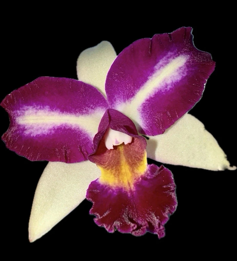 Blooming cattleya orchid with purple petals and creamy white, yellow throat