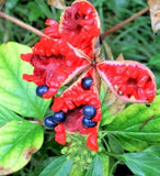5 JAPANESE WOODLAND PEONY SEEDS - Paeonia obovata Flowering Plants