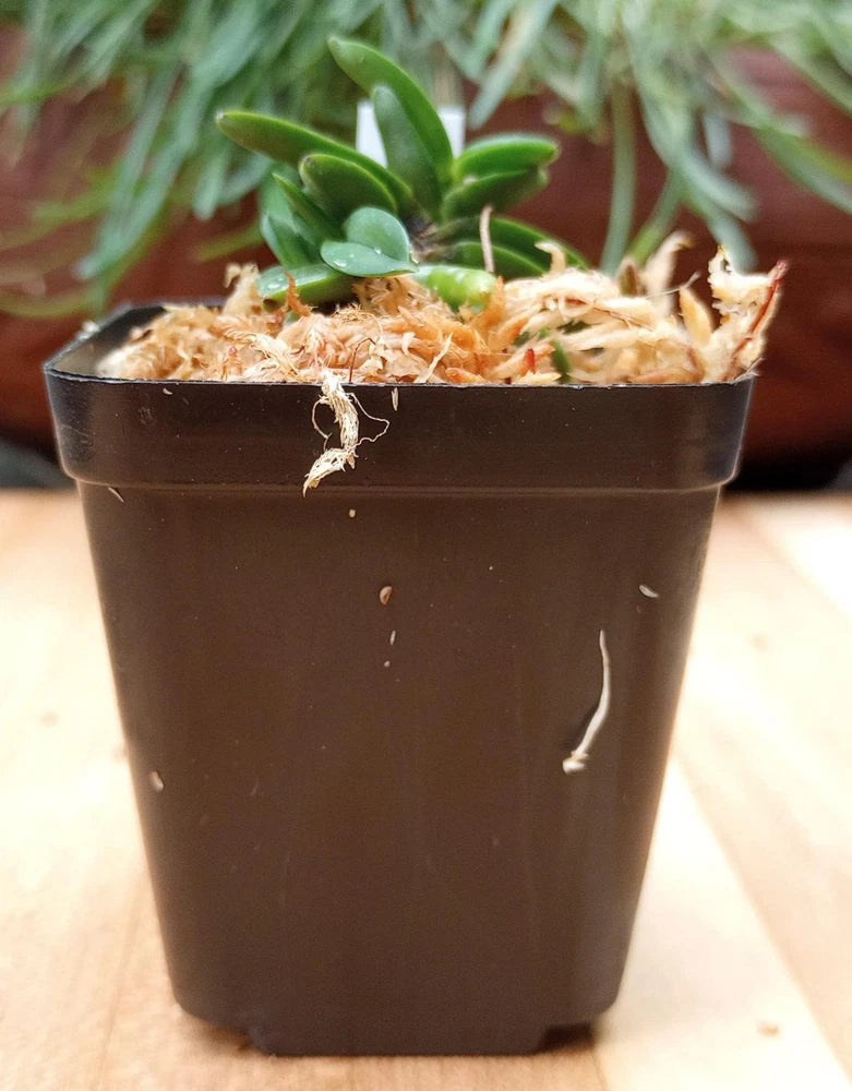 Orchid plant in dark pot with green bean-like leaves