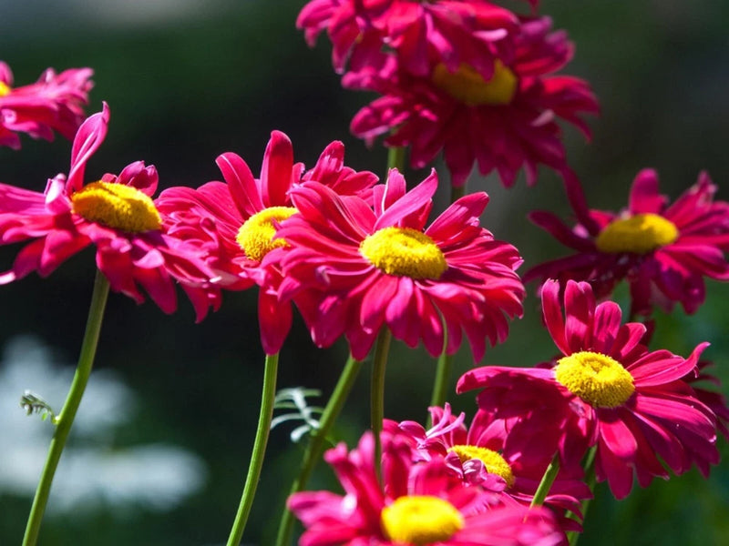 50 + Painted Daisy Robinson Giant Mix  Seeds/ Perennial/ Non-GMO / Free Shipping Daisies