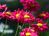 50 + Painted Daisy Robinson Giant Mix  Seeds/ Perennial/ Non-GMO / Free Shipping Daisies