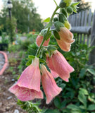 Strawberry Foxglove Seeds (Digitalis mertonenis) 50+ seeds Garden Plants