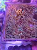 Nexus Anemone 2-3 inches green aquacultered Anemone