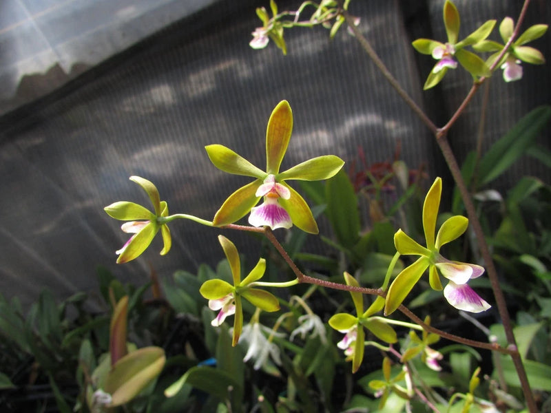 Orchid plant with yellow-green star-shaped blooms and pink centers on branching spikes