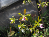 encyclia John Clark Cargill orchid cattleya in Spike ! Orchids