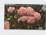 Postcard Wildwood's Flower "The Hydrangea" Wildwood-by-the-Sea New Jersey USA Hydrangea