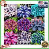 __300+Mixed HOSTA SEEDS Ð PERENNIAL OUTDOOR SHADE GARDEN PLANTING SEEDS Lily