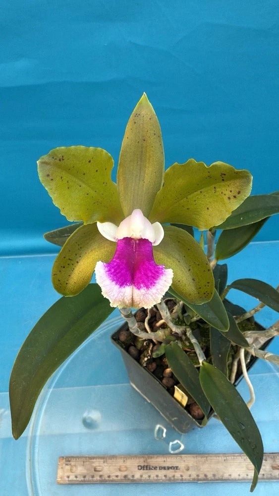 Potted orchid with yellow-green spotted petals and purple-magenta white center bloom