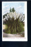 Postcard - Los Angeles Califorina Pampas Grass Eastlake Pampas Grass