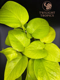 Neon Pothos Ð Rooted Live Plant | Easy Care Indoor Houseplant Vine Green Plant