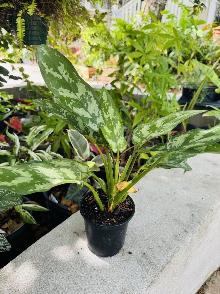 Aglaonema 'Maria' plant in black pot with green speckled leaves