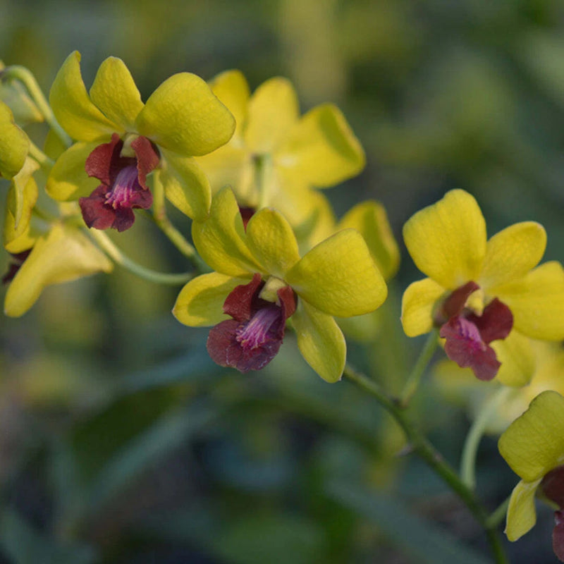 Yellow orchid blossoms with maroon centers on a branching stem