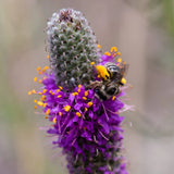 Purple Prairie Clover Seed (Dalea purpurea) ~Native Wildflower Pollinator Garden Garden Plants