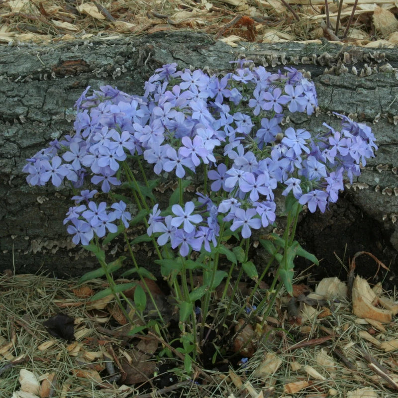 100+ Wild Sweet William Phlox Seeds for Garden Planting - USA - FREE SHIPPING! Garden Plants