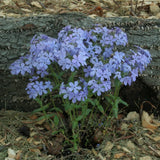 100+ Wild Sweet William Phlox Seeds for Garden Planting - USA - FREE SHIPPING! Garden Plants