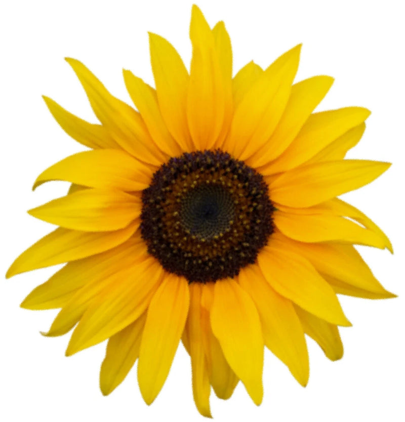 Sunflower window cling sticker with bright yellow petals and dark brown center