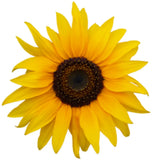 SUNFLOWER Colorful Plant helianthus annuus Flower - Window Cling Sticker Decal Sunflower