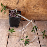 D4734 EUPHORBIA CROIZATII pot10-H33-W28 cm MaMa Cactus Green Plant