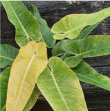 Philodendron Calkins Gold live houseplant in 4"pot Green Plant