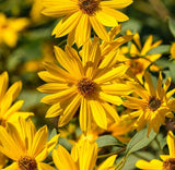 Sunflower MAXIMILIAN Perennial Flowers Butterflies Finches USA Non-GMO 500 Seeds Sunflower