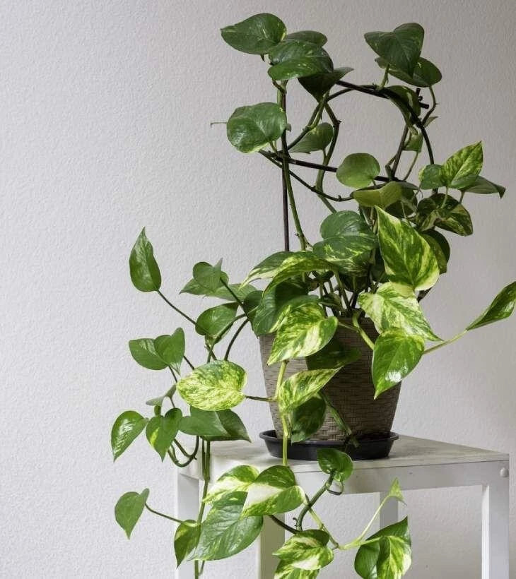 Variegated pothos plant in dark pot with trailing green leaves