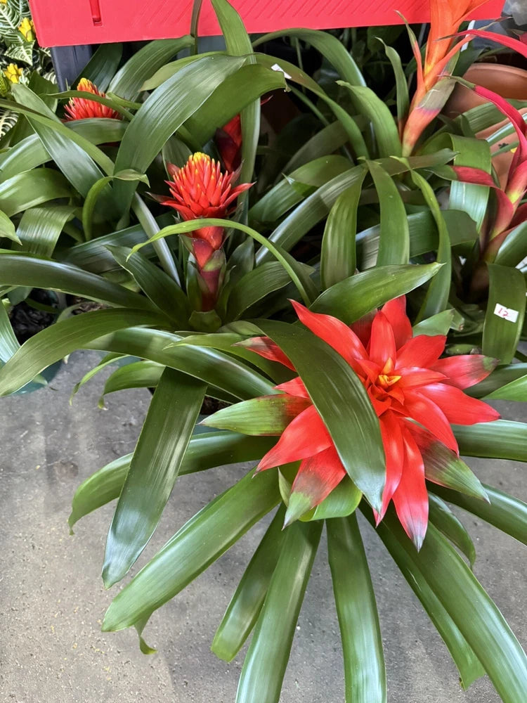 Red bromeliad in a vase with long green leaves and bright red flowers
