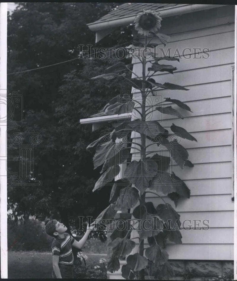 Sunflower press photo with large blossoms and tall stems against house siding