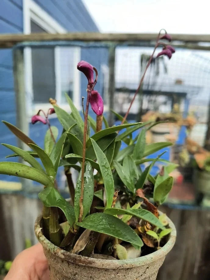 Pink and magenta orchid plant with green leaves in a clay pot