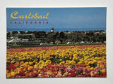 Ranunculus Blossom into a Rainbow of Colors Carlsbad California Postcard Ranunculus