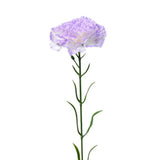 Artificial Carnation Floral Arrangement Long-lasting Enjoyment Natural Beauty Carnation