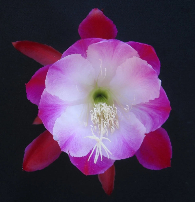 Orchid cactus flower with magenta petals and pale center, radial blooms
