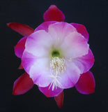 Epiphyllum, Orchid Cactus, " LUMINIOUS ", Don's Quart pots  APRIL/1 Orchids